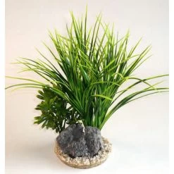 Décoration D'aquarium : Acorus Rock