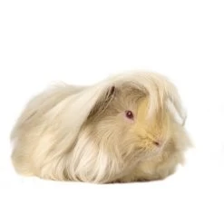 Cochon D'Inde : Péruvien