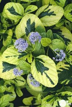 TETRA Nourriture Poissons Pleine Eau : 1L