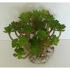 Plante Aquarium:succulente, Plastique, H.13cm