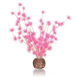 Plante Biorb: Balle Bonzai, Rose